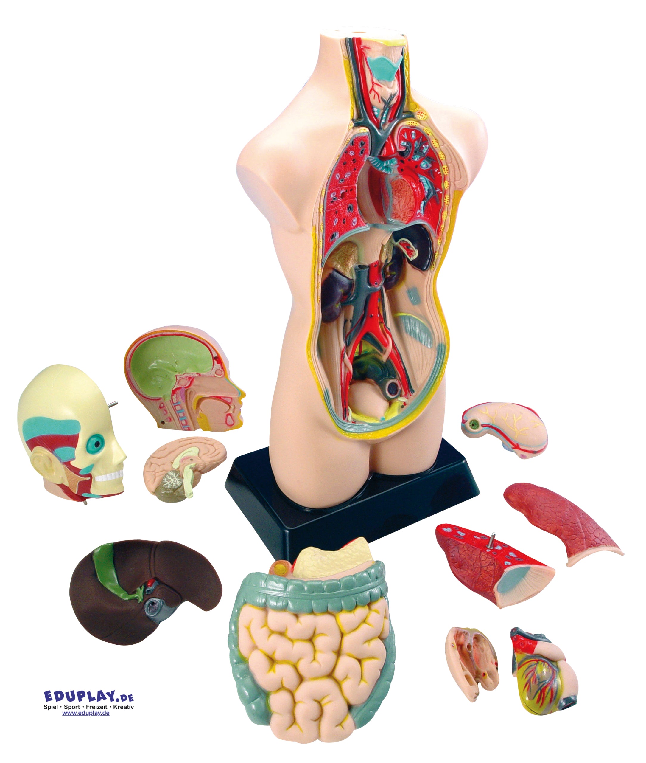 Eduplay Torso gross
