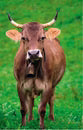 Ravensburger Minipuzzle Swiss Animals