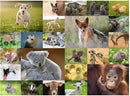 Ravensburger Puzzle Süsse Tierbabys 200 XXL