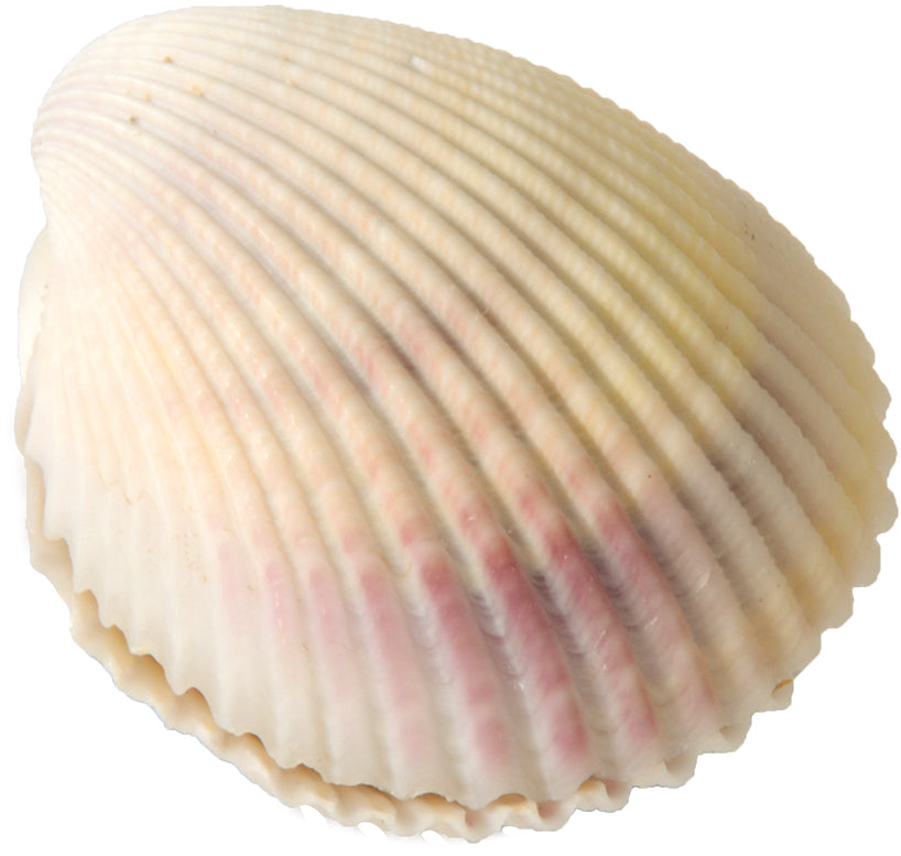 Eduplay Wundermuschel